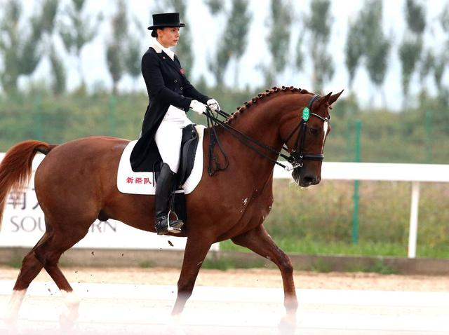 比利时马术选手遥遥领先,轻松获得个人赛金牌 比利时马术选手遥遥领先,轻松获得个人赛金牌